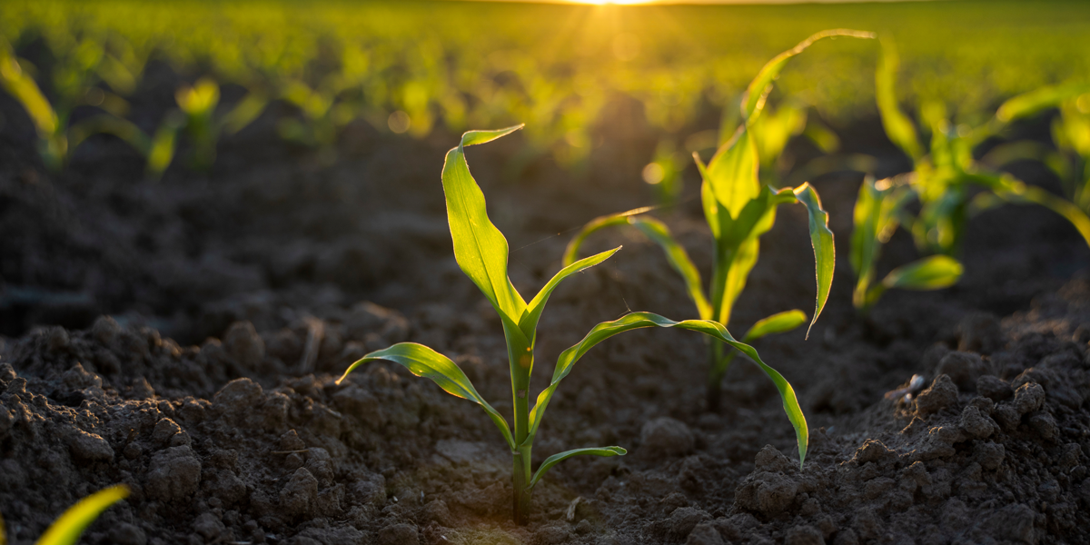Growing-young-green-corn-in-field-at-sunset