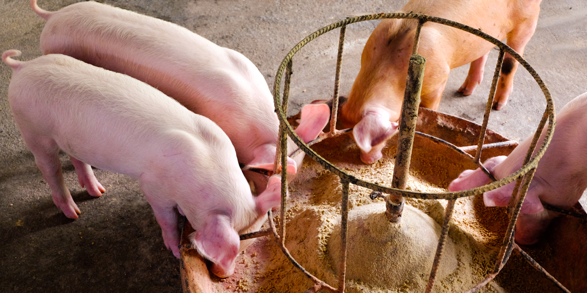 Pigs-feeding-on-protein-feed